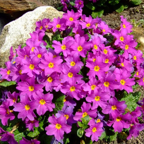 Primula juliae 'Wanda' - Juulia priimula 'Wanda' P9/0,55L
